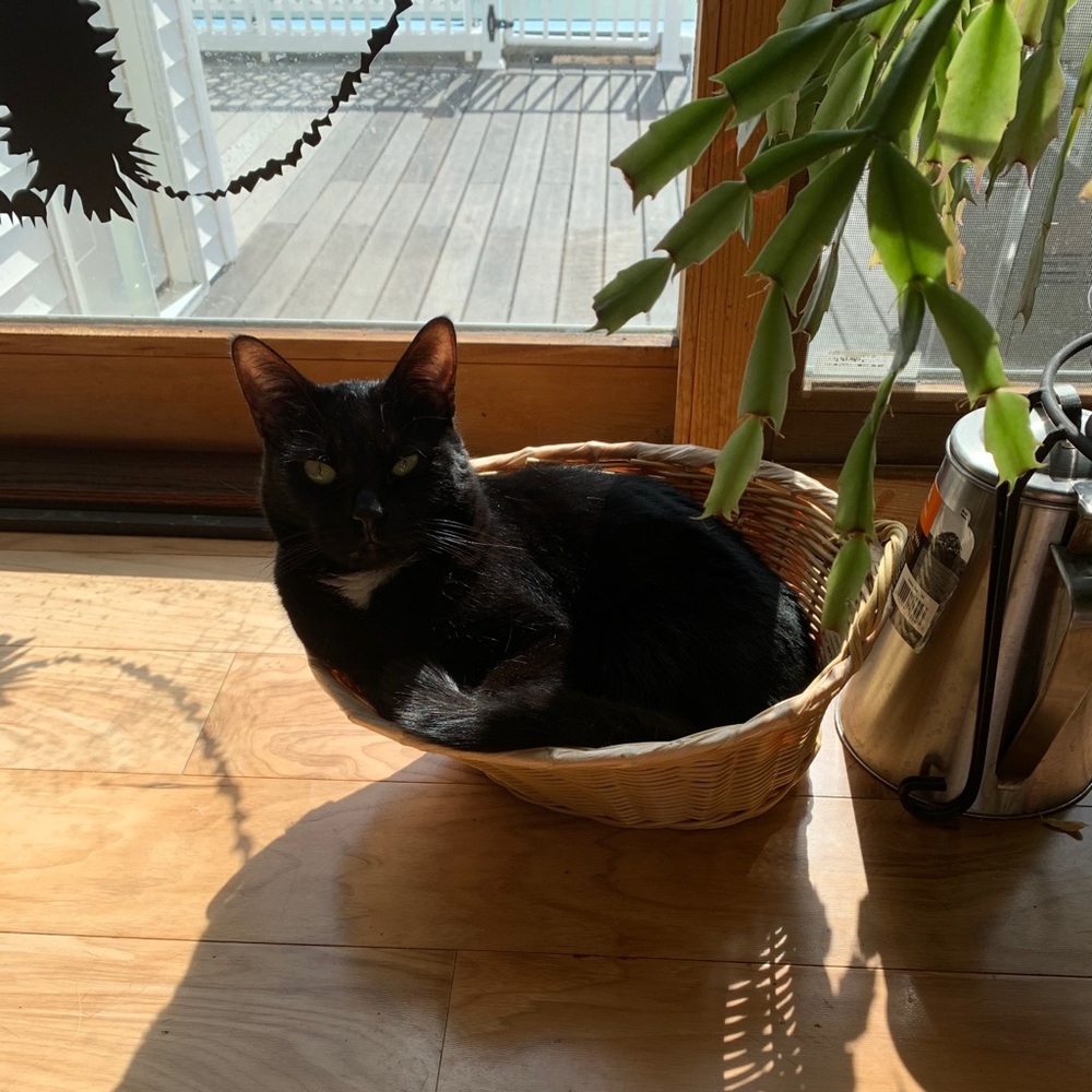 Meet your Posher, Wendy